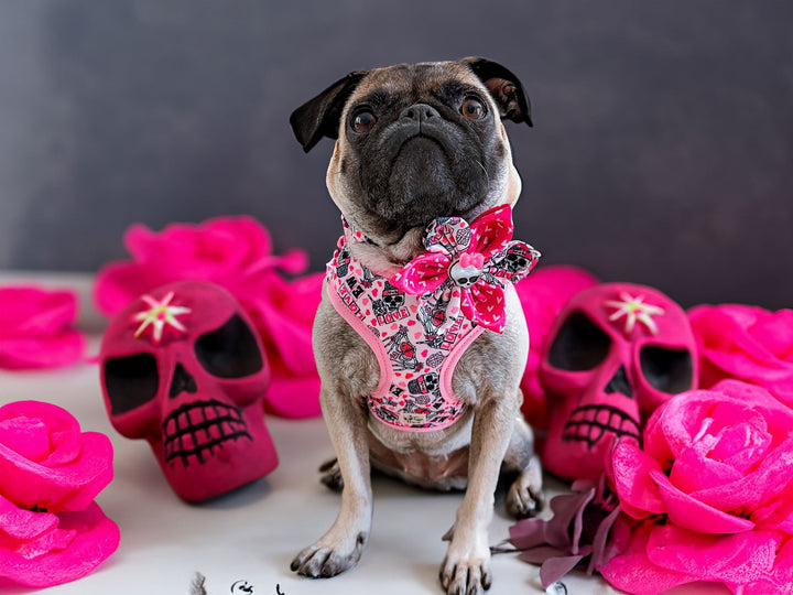 Valentine dog harness - Skull and hearts