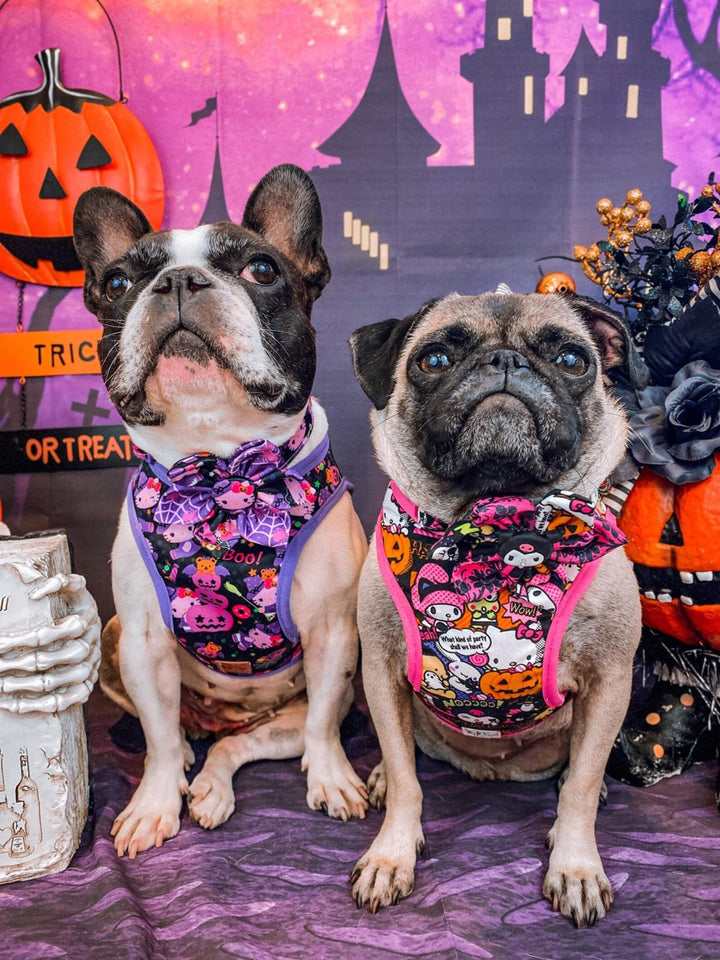 Halloween kawaii cat witch dog harness leash set/ day of the dead dog harness vest/ girl flower harness and lead/ cute harness