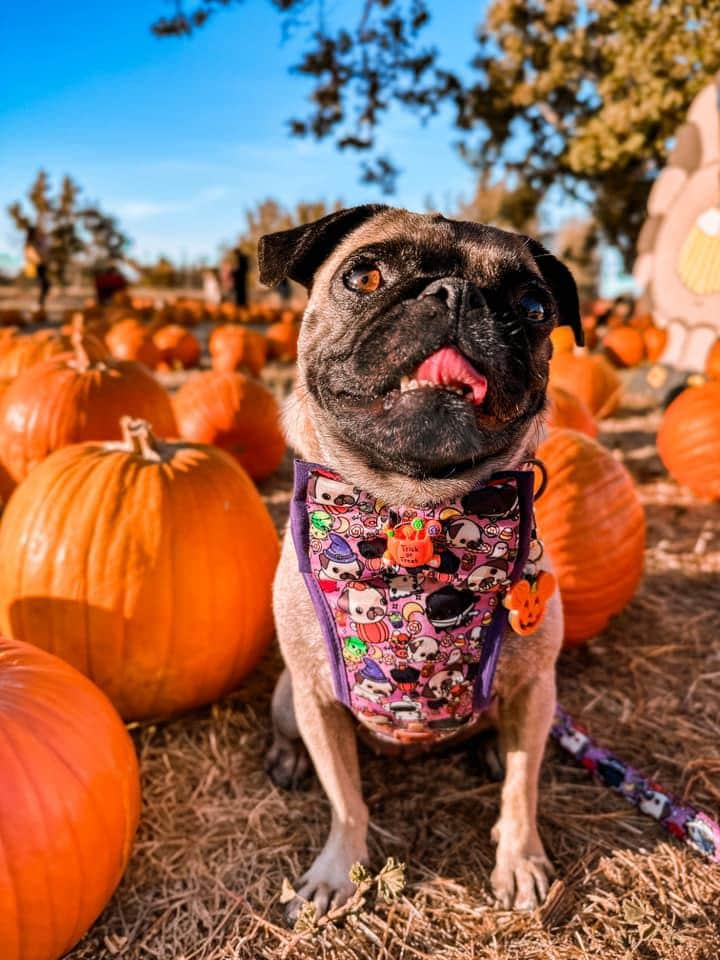 Dog collar with bow tie - Halloween Pug