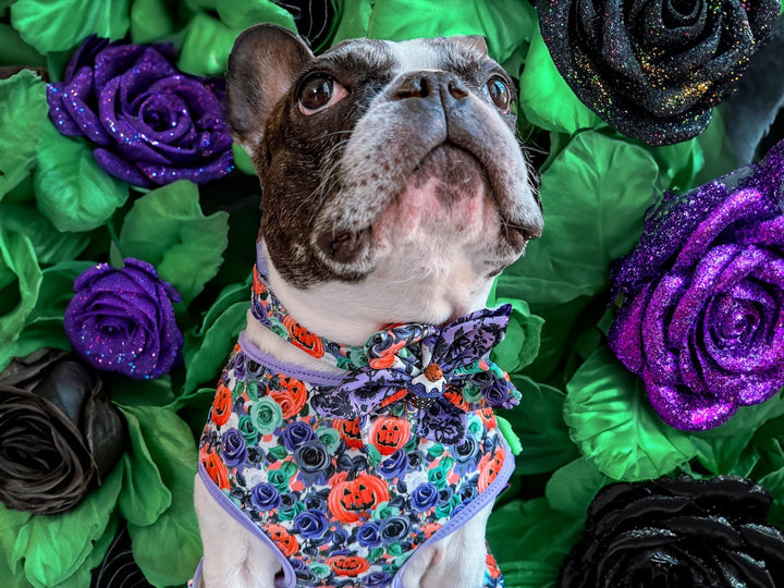 Halloween dog collar with flower - Pumpkin and rose flowers