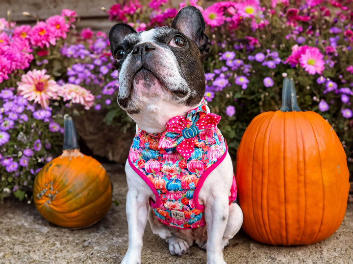 Autumn dog collar with flower/ preppy pumpkin dog collar