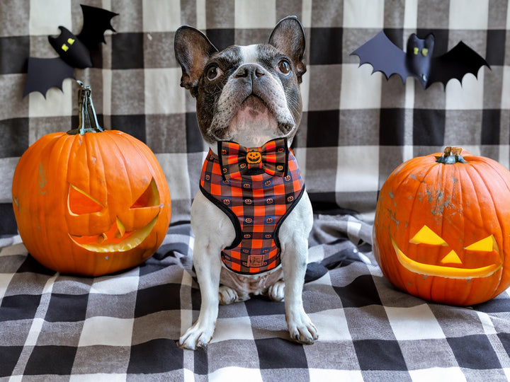 Halloween dog collar with bow tie - Plaid and Pumpkin