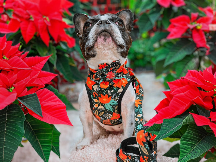 Rifle paper co Christmas dog harness - Poinsettia - Evergreen Metallic - Black