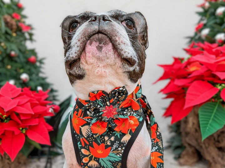 Rifle paper co Christmas poinsettias dog collar Flower