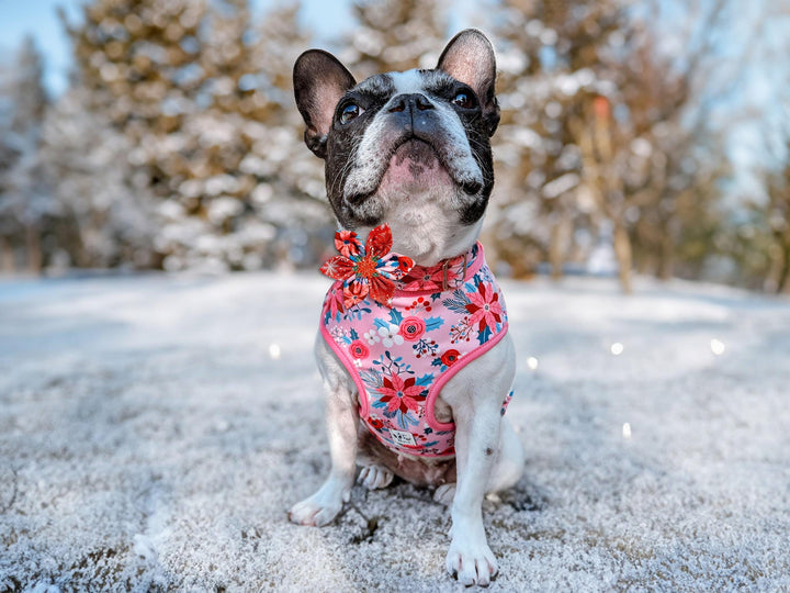 Pink Christmas dog harness - Poinsettia and roses