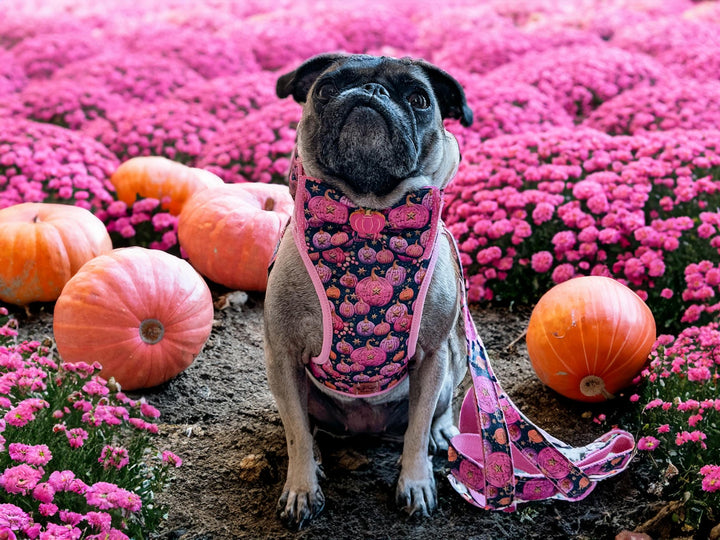 Dog harness - Autumn Embroidery Pumpkin patch