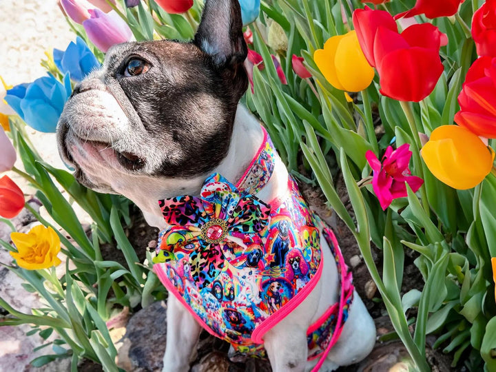 dog collar with flower - rainbow 90's girl