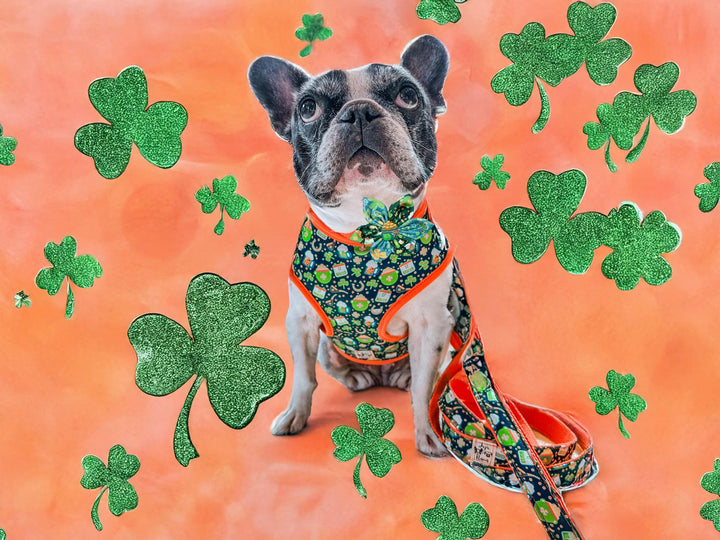 St. Patrick's Day dog harness - Celebration