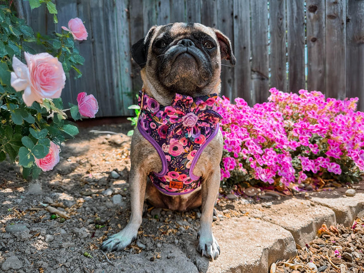 Dog harness - Purple rose and wildflower