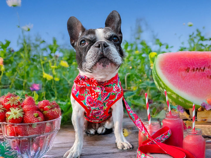 Preppy watermelon and strawberry dog harness