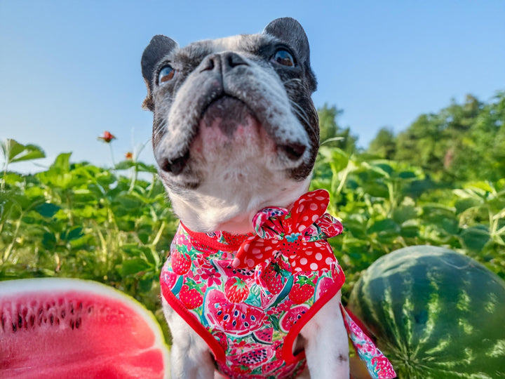Dog collar with flower - Preppy strawberry and watermelon