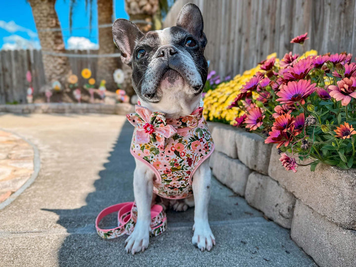 Rifle Paper Co Dog harness - GARDEN PARTY PETITE Rose