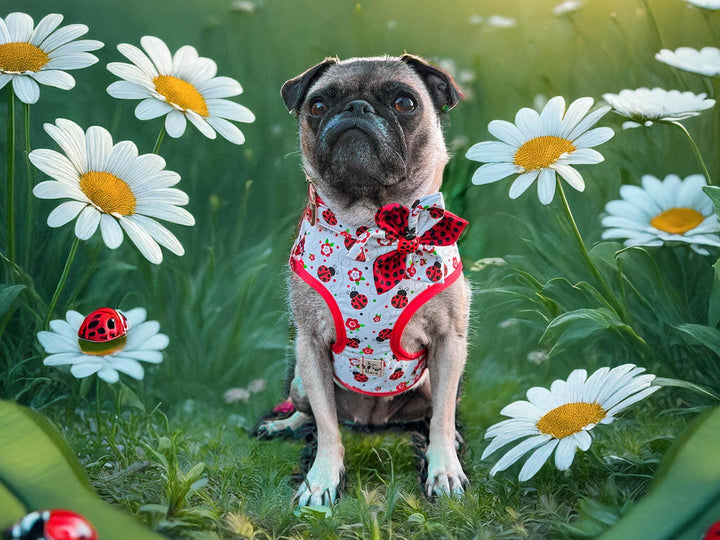 Dog harness - ladybug and flower
