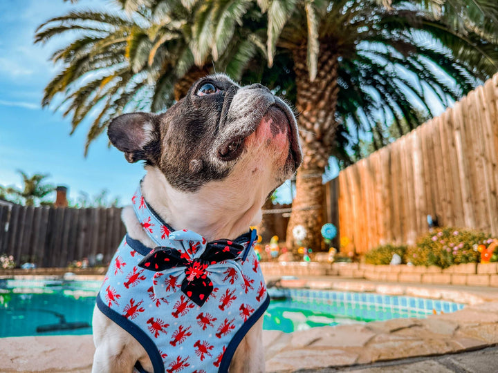 Nautical lobster dog collar with flower/ summer tropical beach dog collar
