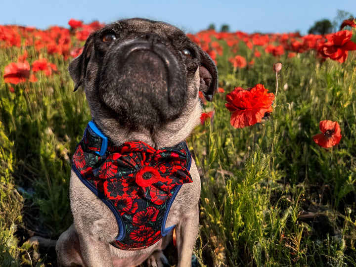 Dog collar with flower - Poppy