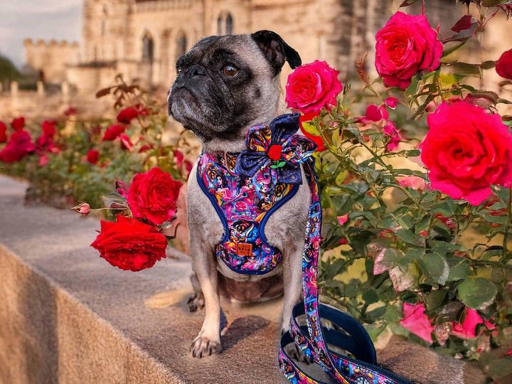 Dog harness - Beauty and the beast
