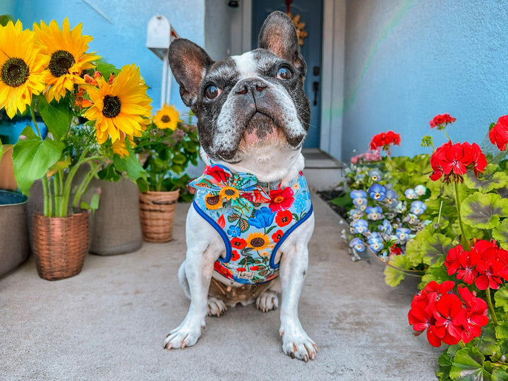 Rifle paper co dog harness - Blossom in light Blue