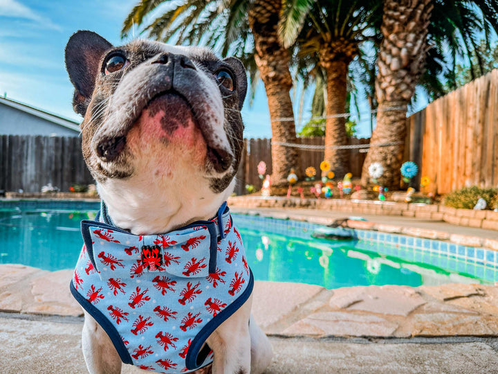 Nautical lobster dog collar bow tie/ tropical beach summer collar