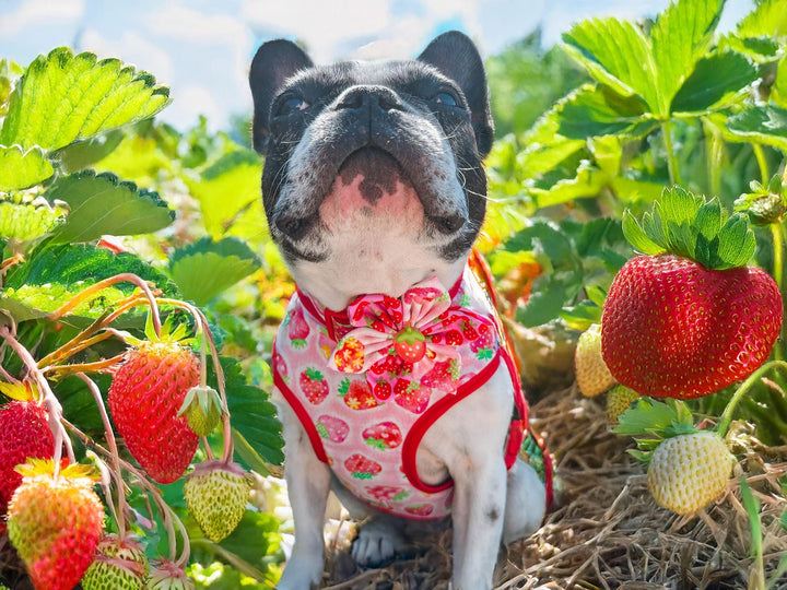 dog harness - Strawberry and flower