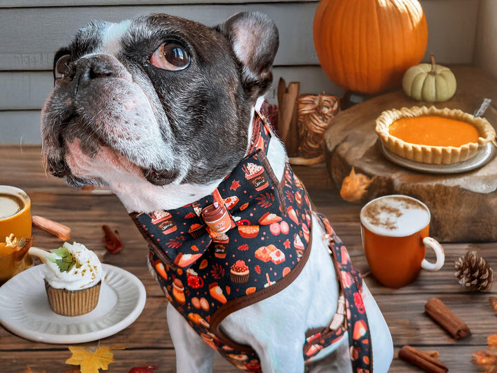 Fall latte pumpkin spice dog collar with bow tie/ autumn coffee cupcake pie dog collar