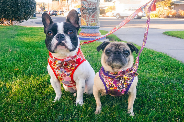 Purple Girl dog harness vest leash set, Flower dog collar set, Floral Puppy dog harness, Kimono harness and leash, small custom dog harness