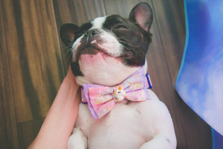 Unicorn dog collar/ dog collar bow tie