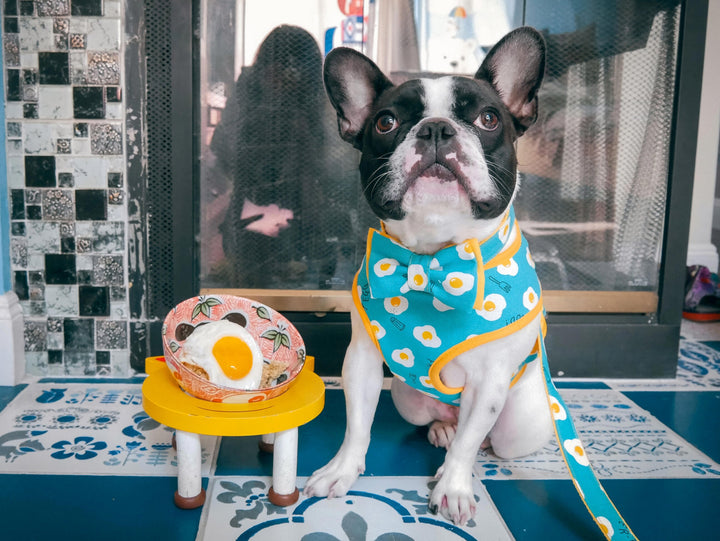 Food Egg dog collar Bow tie, Blue yellow Boy dog collar, Fun Fabric dog collar, Puppy collar, Small Cotton dog collar, New dog gift