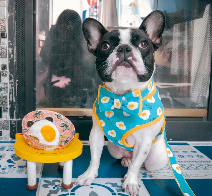 Fried Egg dog harness vest, Fun Boy dog harness, Blue Puppy Harness, medium small dog harness, cute sunny egg dog harness, yellow harness
