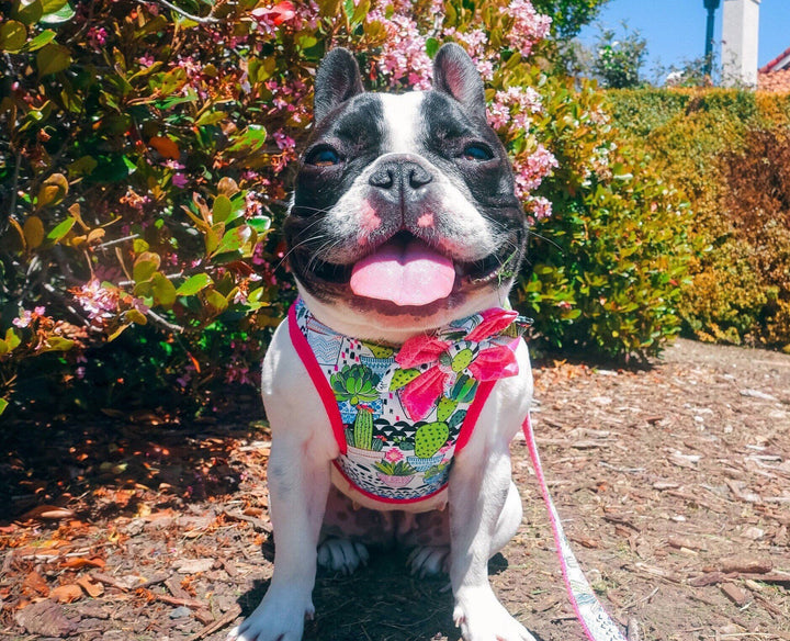 Cactus succulent dog harness/ girl boho dog harness vest/ Pink custom dog harness/ Small puppy harness/ Female medium harness/ soft fabric