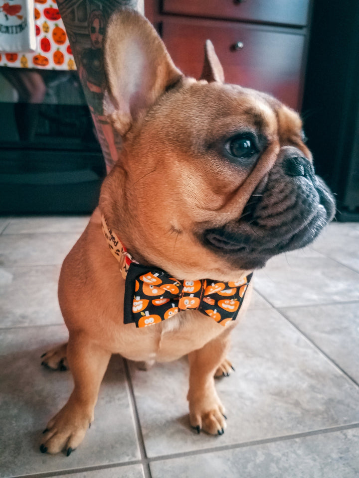 Halloween dog collar bow, Halloween Dog bow tie, Glow in the dark, jack o lantern, Orange Black Halloween collar, Halloween puppy dog gift
