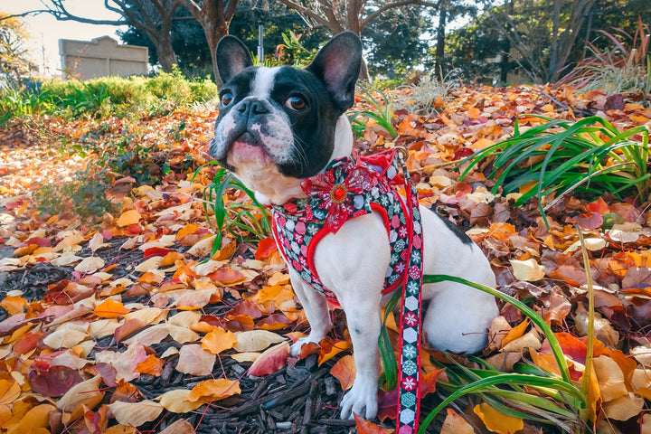 Christmas dog collar with flower - snowflake