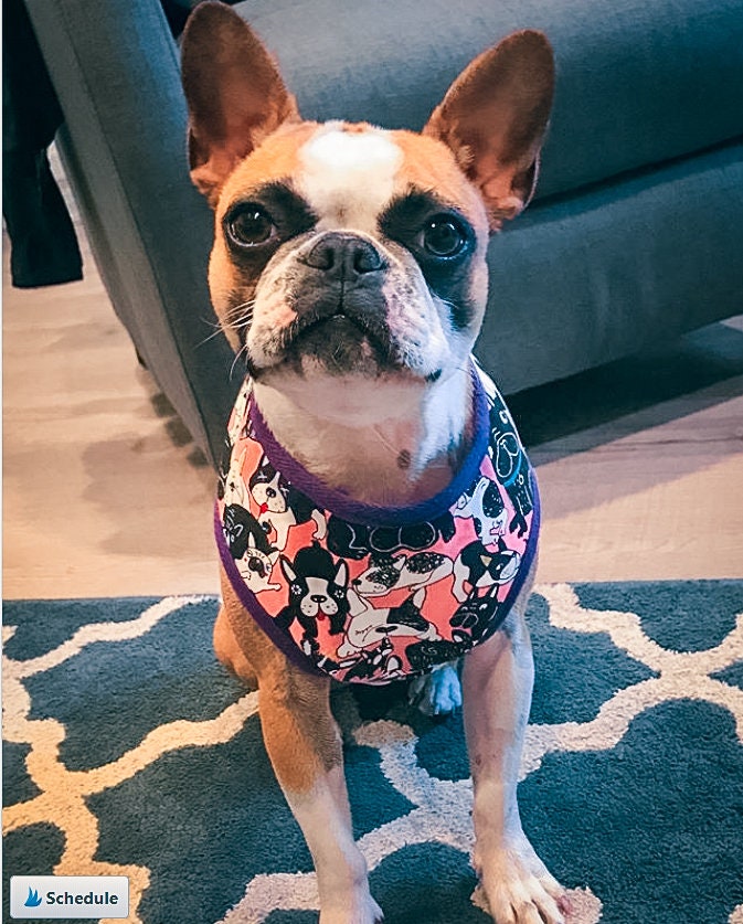 Dog harness - Frenchie, Pug, and Boston Terrier