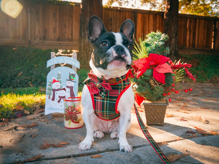 Dog harness set - Christmas Glitter Plaid