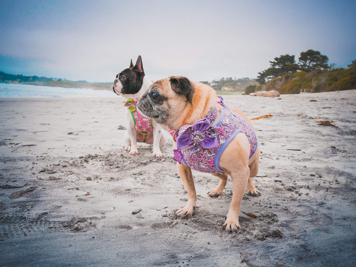 Unicorn dog collar with flower