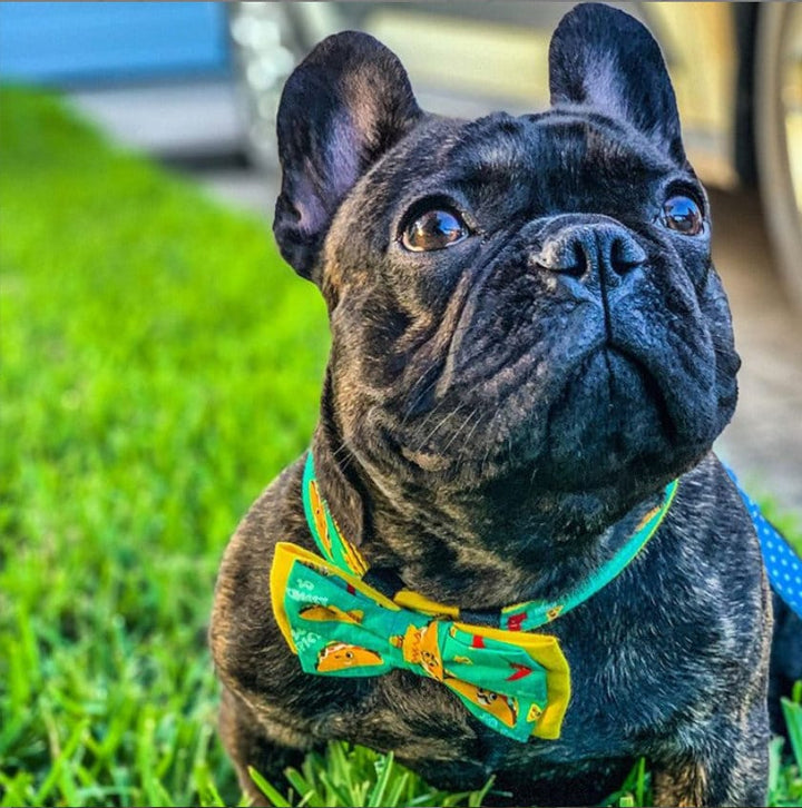 Taco dog collar/ boy dog collar bow tie/ food dog collar/ large dog collar/ small puppy dog collar/ medium collar/ yellow cute dog collar