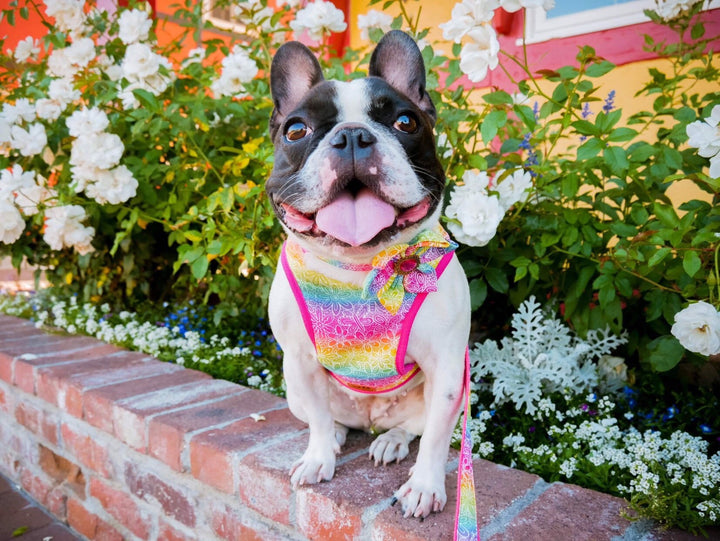 Rainbow floral dog harness/ colorful girl dog harness vest/ pride pink dog harness/ medium flower dog harness/ female small puppy harness