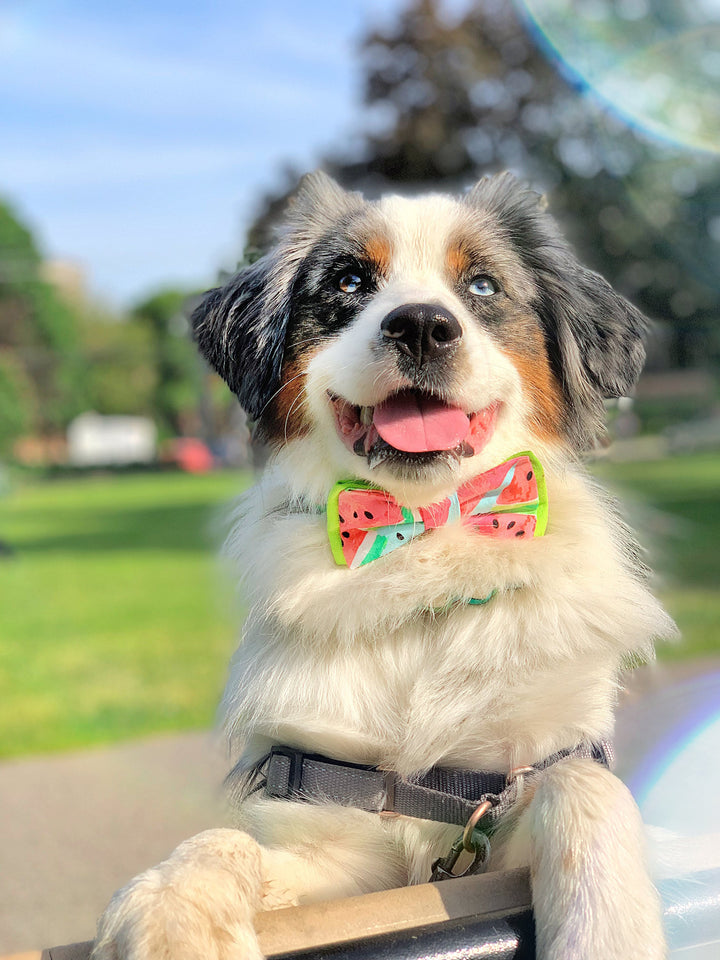watermelon dog collar Bow tie, Food Boy dog collar, Fun cute dog collar, Puppy collar, Small large dog collar, blue medium dog collar