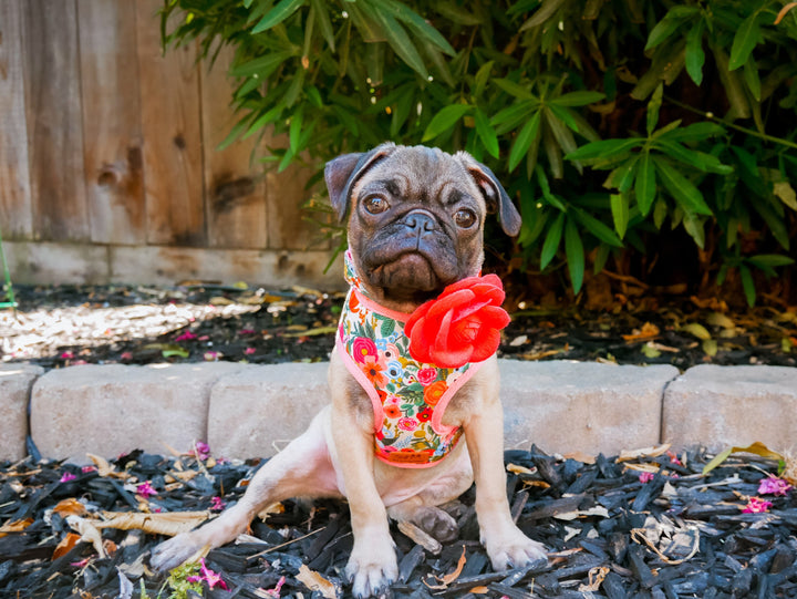 Dog collar with Flower - Garden Party in cream petite