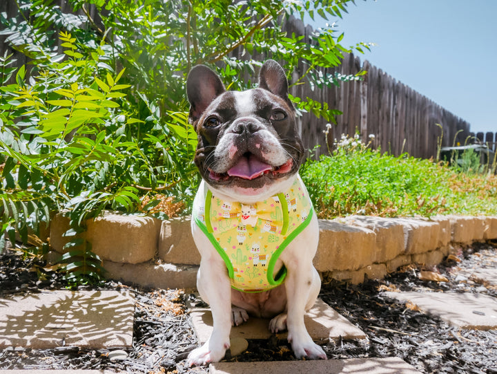 Llama cactus dog harness vest/ Succulent dog harness/ boy girl dog harness/ Yellow Summer dog harness/ custom cute dog harness/ small medium