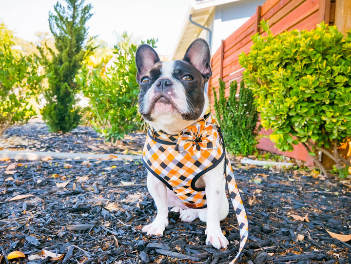 Halloween plaid dog harness