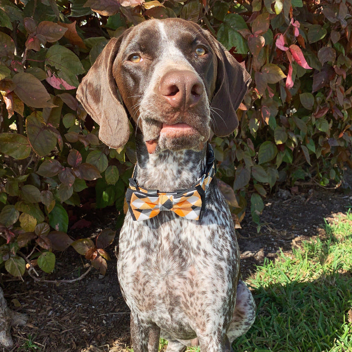 Halloween plaid dog collar bow tie