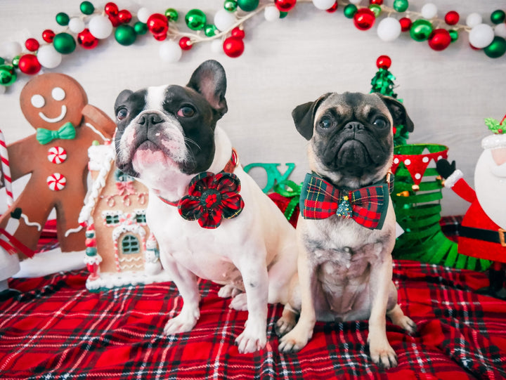 Christmas plaid dog flower collar leash set, Girl Tartan collar and leash, Holiday Christmas dog collar, winter puppy collar, large dog coll