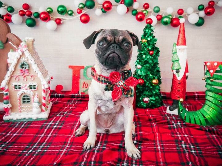 Christmas dog collar with flower - Glitter Tartan