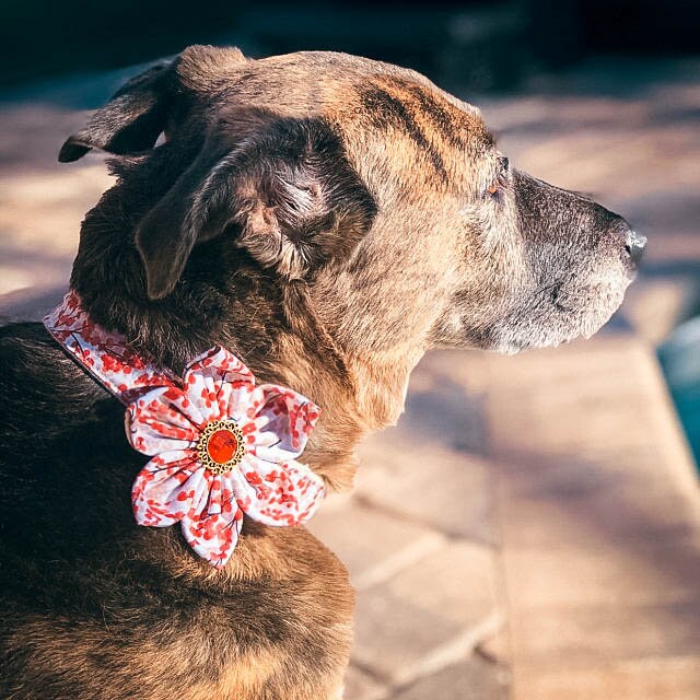 Christmas dog collar with flower - Christmas Berries