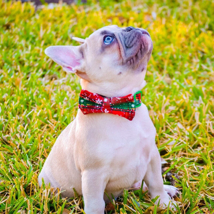 Christmas plaid dog collar bow tie, holiday winter dog collar, small large dog collar, Red green tartan dog collar, snowflake boy dog collar