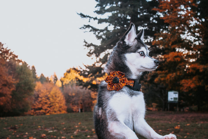 Halloween dog collar with flower - Pumpkins