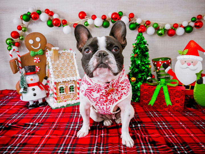Christmas dog harness - Christmas Berries
