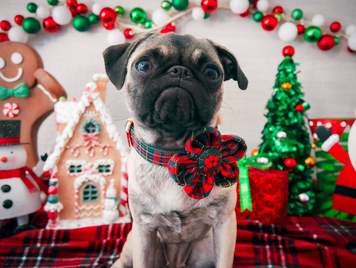 Christmas plaid dog flower collar leash set