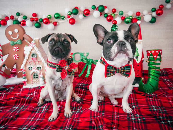 Christmas plaid dog flower collar leash set, Holiday Tartan dog collar and leash, Girl Christmas dog collar, winter small large dog collar