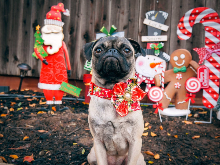 christmas paisley dog collar with flower